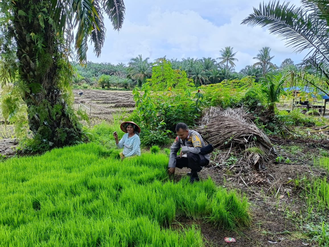 Kapolres Pasaman Barat Perintahkan Seluruh Bhabinkamtibmas Untuk Menjadi Pelopor Ketahanan Pangan di Masyarakat