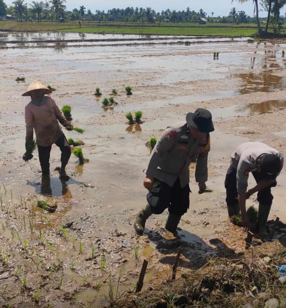 Bhabinkamtibmas di Pasaman Barat Turut Menanam Padi di Sawah Guna Tingkatkan Hasil Panen