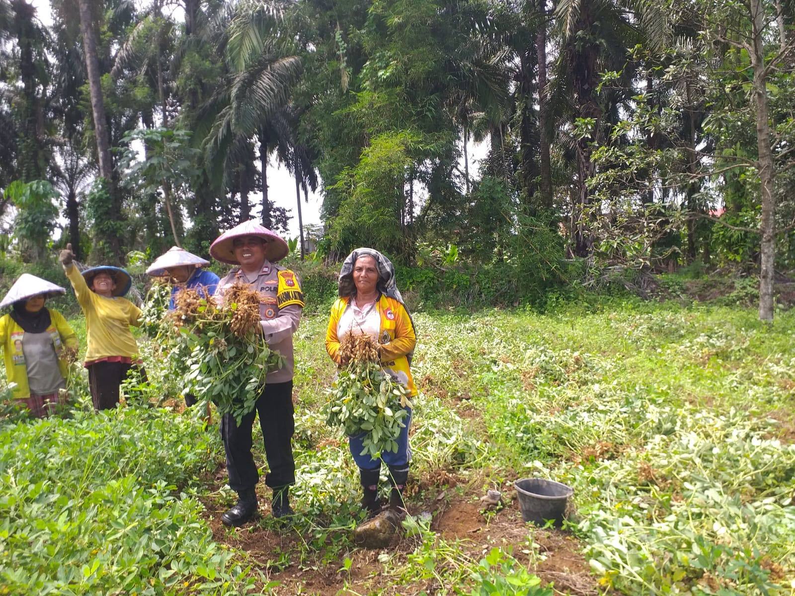 Bhabinkamtibmas Melakukan Panen Bersama Petani di Nagari Lingkuang Aua, Kabupaten Pasaman Barat