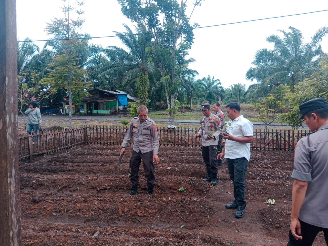 Polres Pasaman Barat Wujudkan Swasembada Pangan, Personel Tanam Benih Jagung Di Halaman Mako Polsek Pasaman