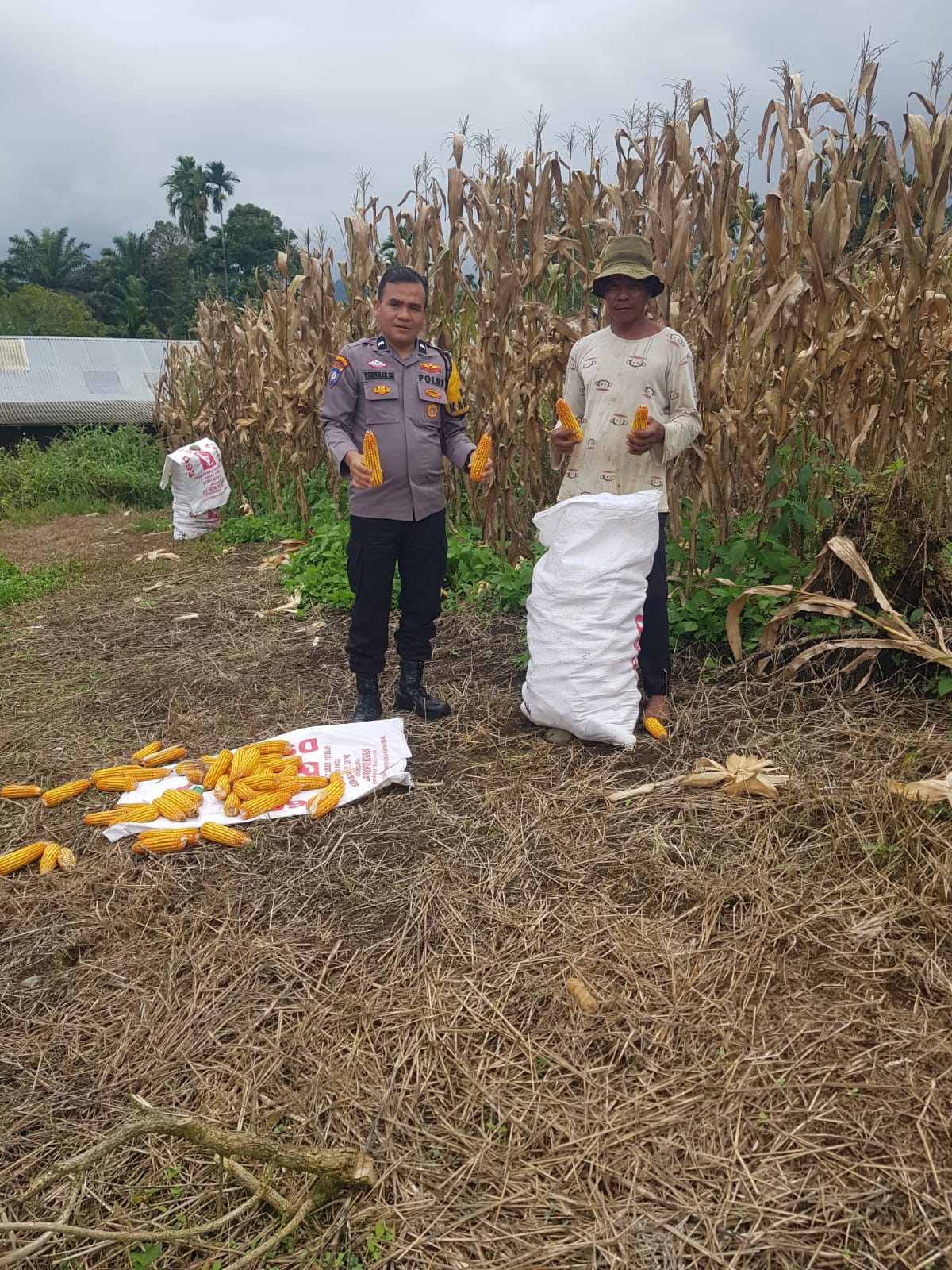 Bhabinkamtibmas Polres Pasaman Barat Berikan Bimbingan Teknis Kepada Petani Jagung Di Kecamatan Talamau