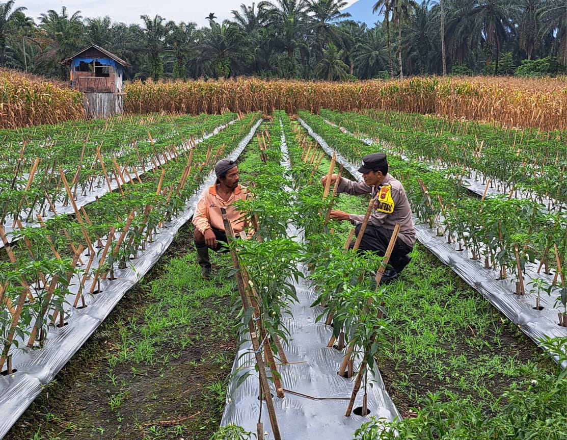 Bhabinkamtibmas Polsek Pasaman Lakukan Pendampingan Kepada Petani Cabai di Kampung Cubadak Pasaman Barat