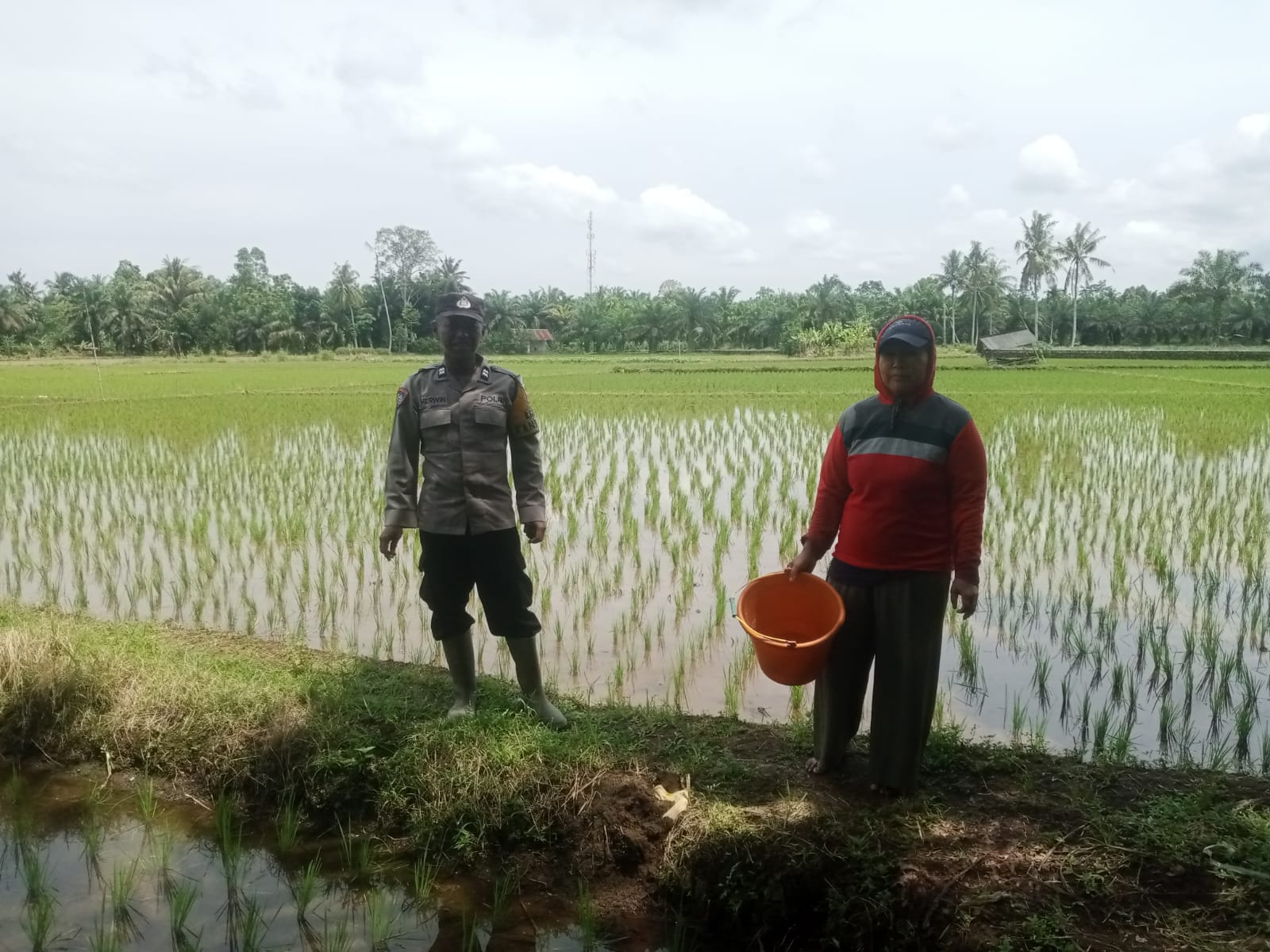 Bhabinkamtibmas Polsek Kinali Lakukan Pendampingan Kepada Petani Padi di Wonosari Bancah Kariang Pasaman Barat