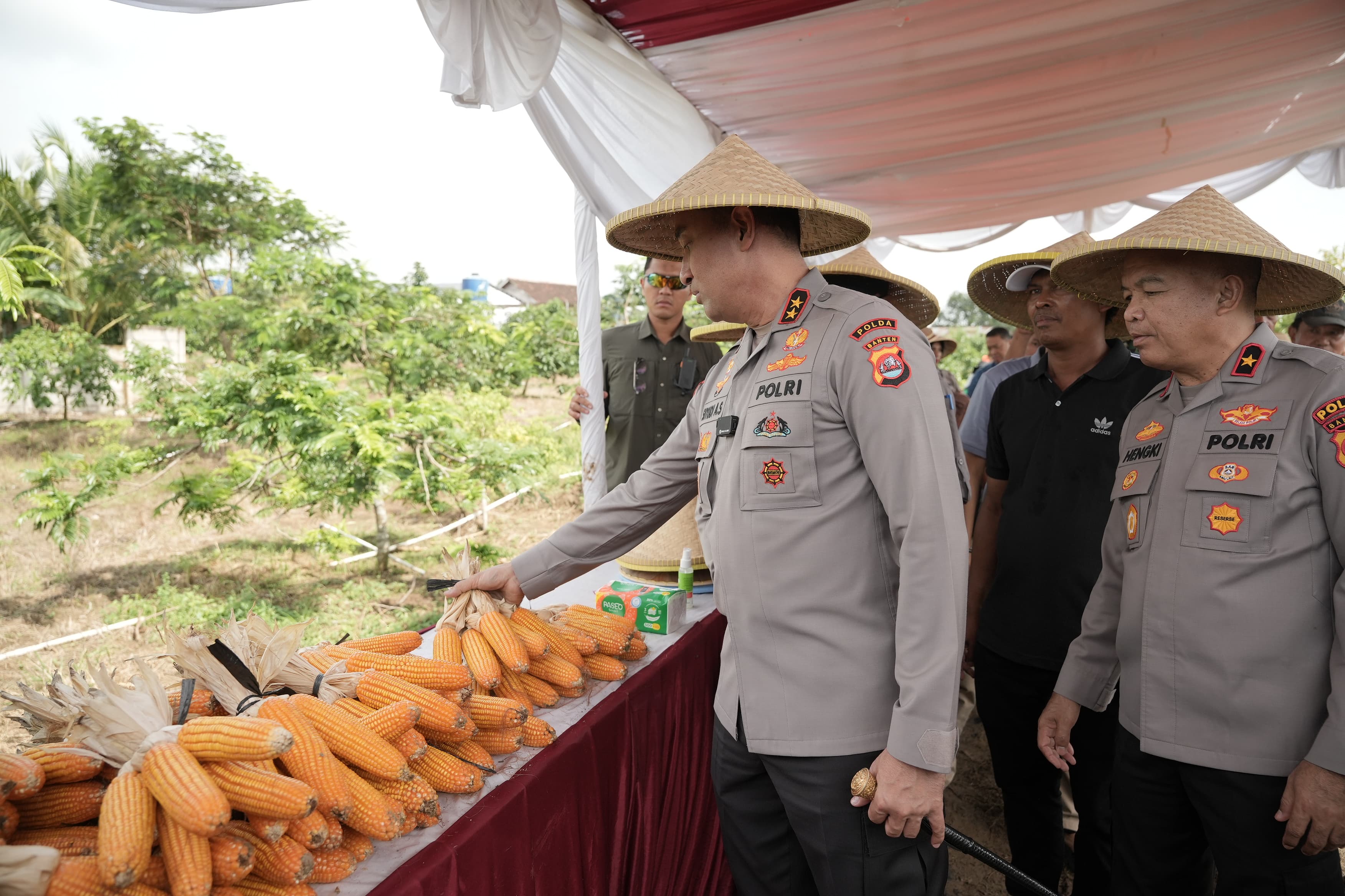 Panen Raya Jagung Hibrida, Kapolda Banten: Bentuk Nyata Upaya Bersama untuk Ketahanan Pangan